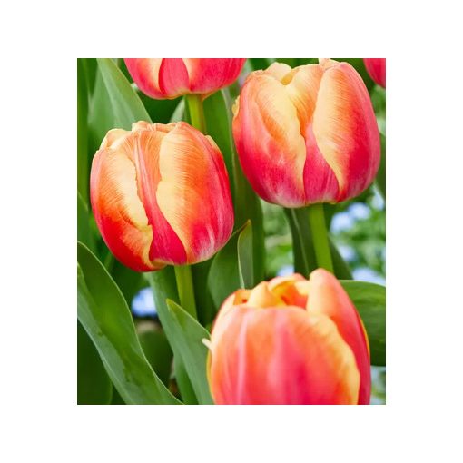 Tulipa Tasmanie (11/+) - Tulipán