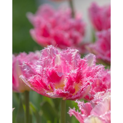 Tulipa Cool Crystal (11/+) - Tulipán