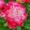 Tulipa Double Sugar (11/+) - Tulipán