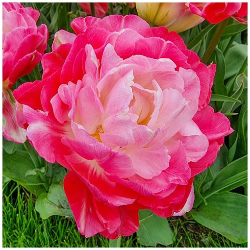 Tulipa Double Sugar (11/+) - Tulipán