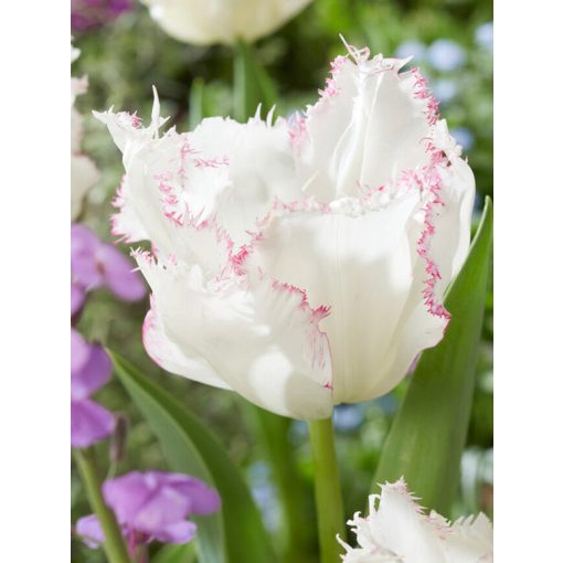 Tulipa Lady Smile (11/+) - Tulipán