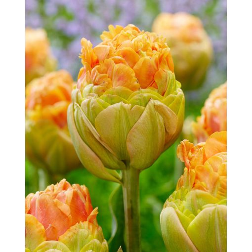 Tulipa Le Lavandou (11/+) - Tulipán