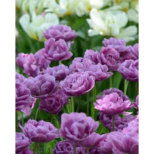 Tulipa Lilac Perfection (11/+) - Tulipán