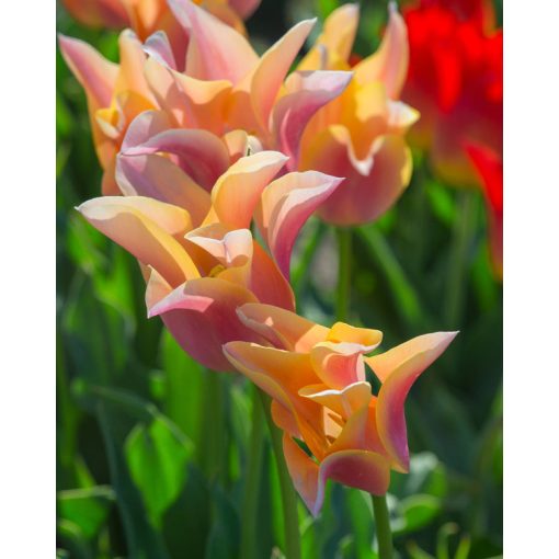 Tulipa Marianne (11/+) - Tulipán