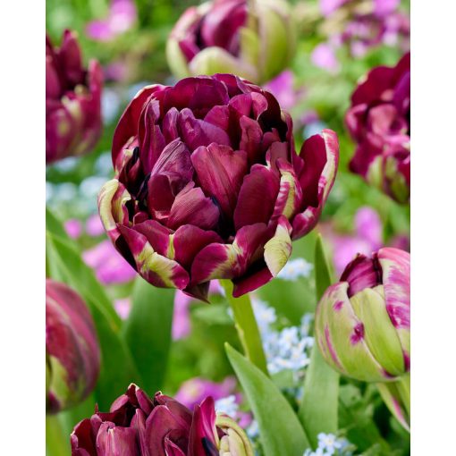 Tulipa Mystery Dream (11/+) - Tulipán