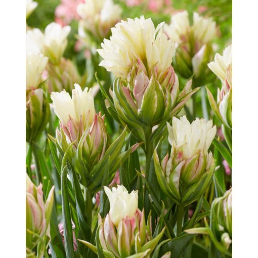 Tulipa Mystery Valley (11/+) - Tulipán