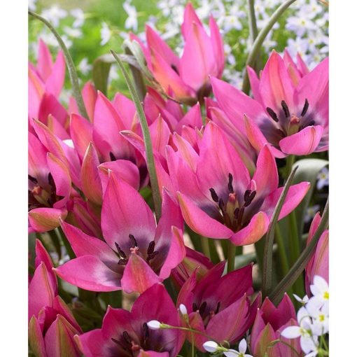 Tulipa humilis Norah (11/+) - Tulipán