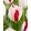 Tulipa One Direction (11/+) - Tulipán