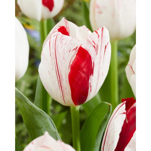 Tulipa One Direction (11/+) - Tulipán