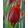 Tulipa Oscar (11/+) - Tulipán