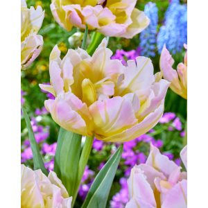 Tulipa Password (11/+) - Tulipán