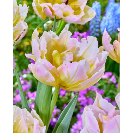 Tulipa Password (11/+) - Tulipán