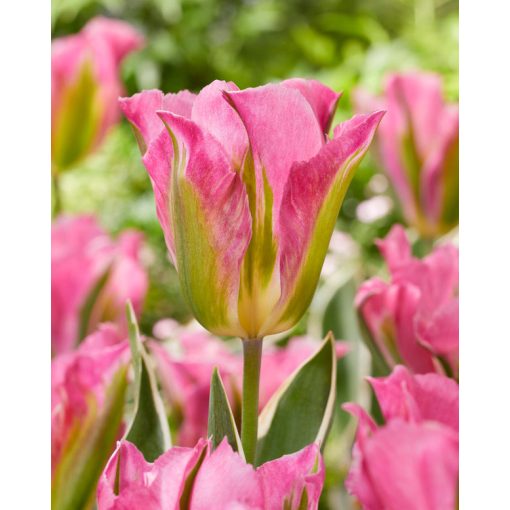 Tulipa Pink Artist (11/+) - Tulipán