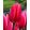 Tulipa Rosy Delight (11/+) - Tulipán