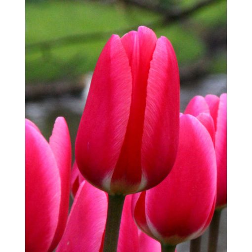 Tulipa Rosy Delight (11/+) - Tulipán
