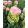 Tulipa Royal Tower (11/+) - Tulipán