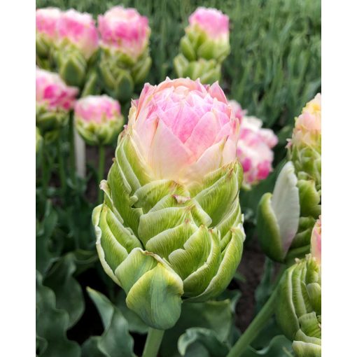 Tulipa Royal Tower (11/+) - Tulipán