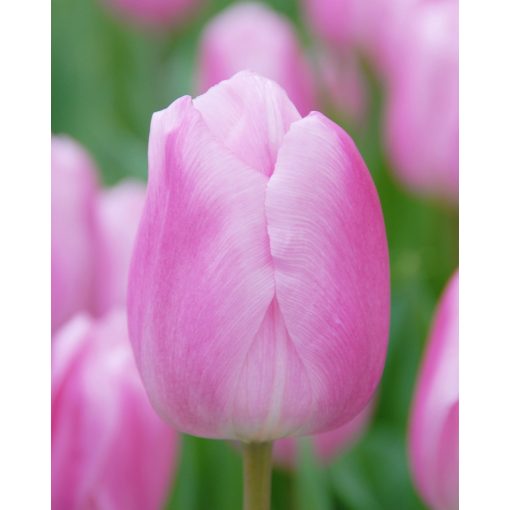 Tulipa Saint Petersburg (11/+) - Tulipán