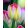 Tulipa Supri Erotic (11/+) - Tulipán