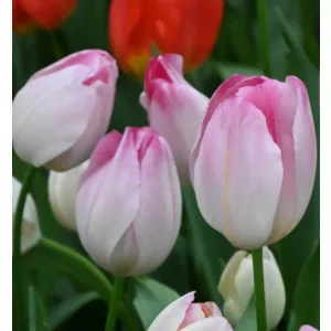 Tulipa Supri Erotic (11/+) - Tulipán