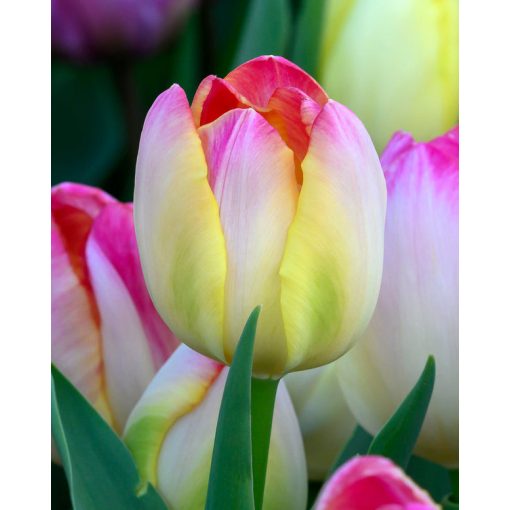 Tulipa Supri Erotic (11/+) - Tulipán