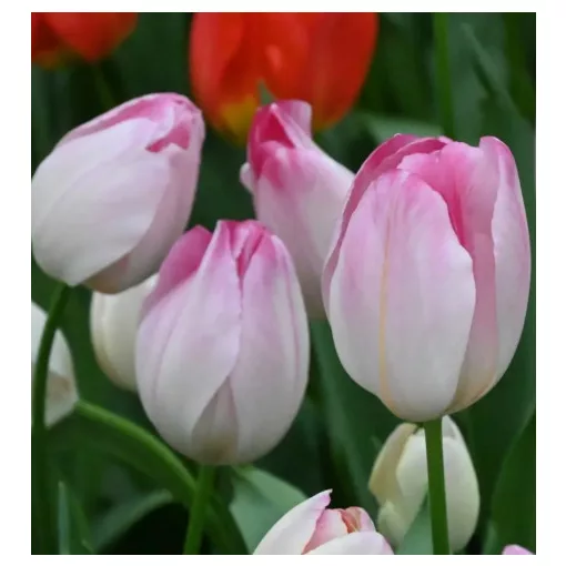 Tulipa Supri Erotic (11/+) - Tulipán