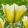 Tulipa Sweet Valley (11/+) - Tulipán