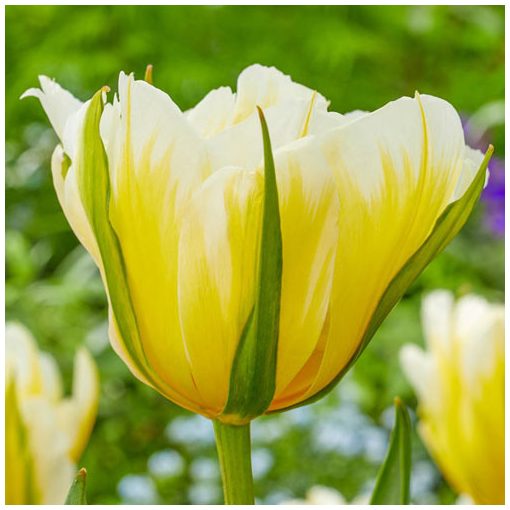 Tulipa Sweet Valley (11/+) - Tulipán