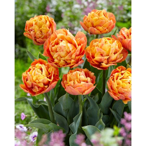 Tulipa Valdivia (11/+) - Tulipán