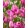 Tulipa Violetta (11/+) - Tulipán