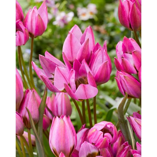 Tulipa Violetta (11/+) - Tulipán