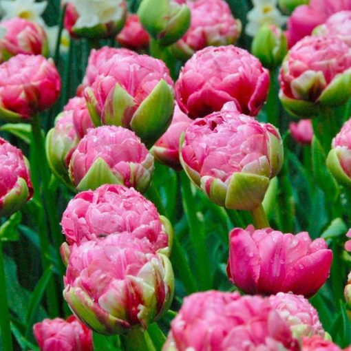 Tulipa Wedding Gift (11/+) - Tulipán
