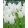 Tulipa White Elegance (11/+) - Tulipán