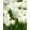 Tulipa White Emperor (11/+) - Tulipán