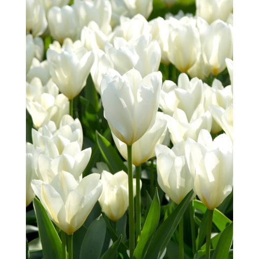 Tulipa White Emperor (11/+) - Tulipán