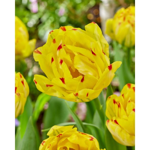 Tulipa Yellow Danceline (11/+) - Tulipán