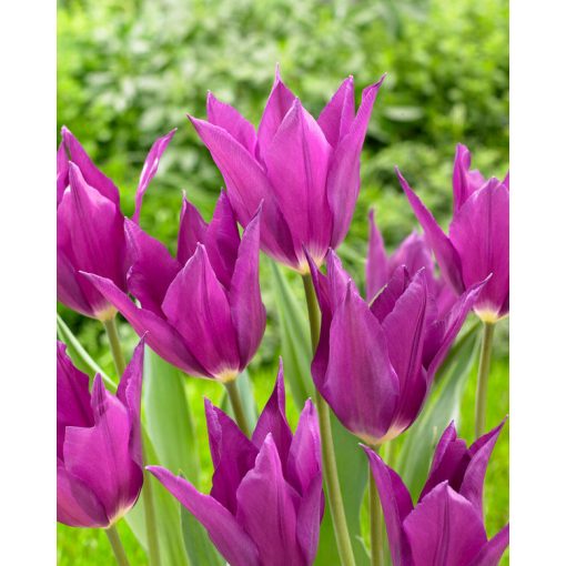 Tulipa Yume no Murasaki (11/+) - Tulipán