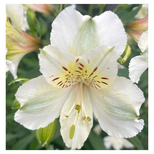 Alstroemeria Magic White (I.) - Inkaliliom