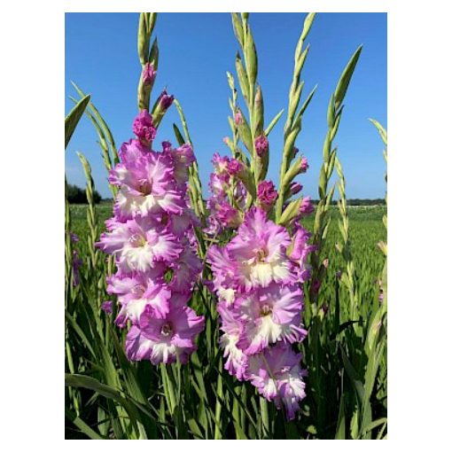 GLADIOLUS  CERA CORFINIO (12/+) - Kardvirág