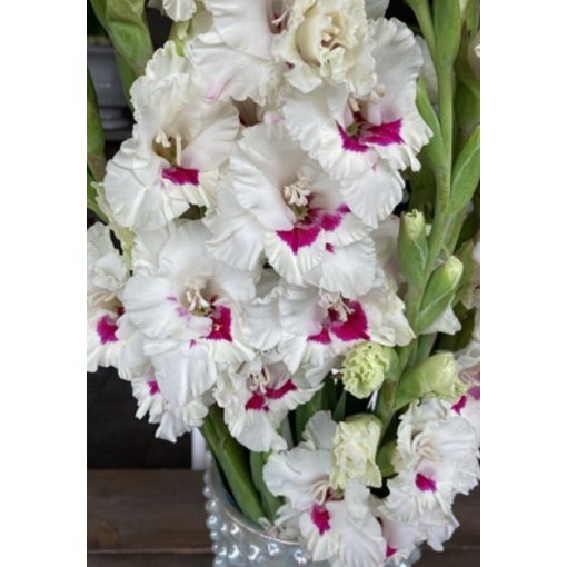 GLADIOLUS  CERA CORSAGE (12/+) - Kardvirág