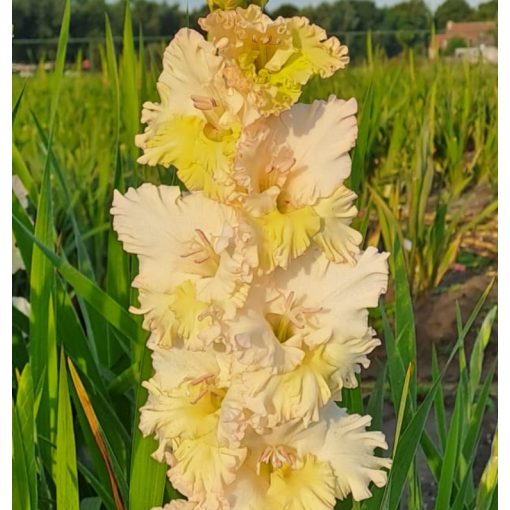 GLADIOLUS  CERA FEARLESS (12/+) - Kardvirág