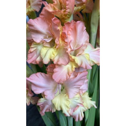 GLADIOLUS  CERA STELVIO (12/+) - Kardvirág