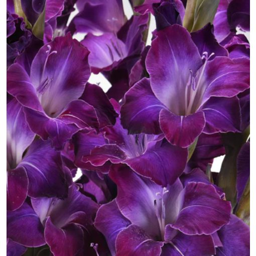 GLADIOLUS  DEEP PURPLE (12/+) - Kardvirág