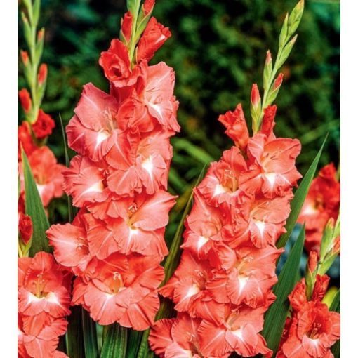 GLADIOLUS  INVICTUS (12/+) - Kardvirág