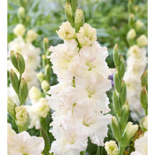 GLADIOLUS  IVORY PERFECTION (12/+) - Kardvirág