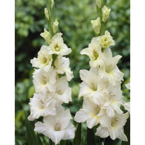 GLADIOLUS  IVORY PRISCILLA (12/+) - Kardvirág