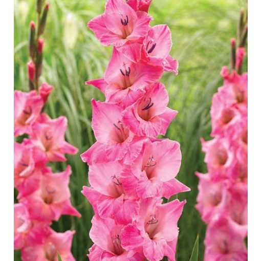 GLADIOLUS  JULIO (12/+) - Kardvirág