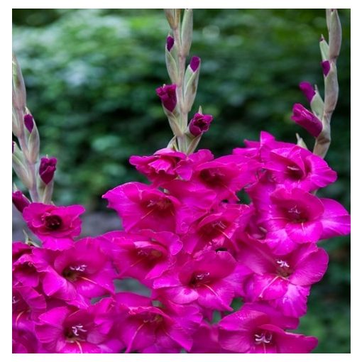 GLADIOLUS  KENIA (12/+) - Kardvirág