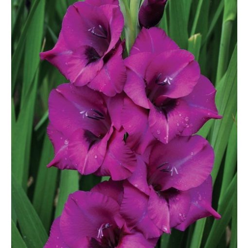 GLADIOLUS  PURPLE DIAMOND (12/+) - Kardvirág