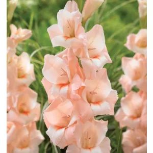 GLADIOLUS  RIGOLETTO (12/+) - Kardvirág